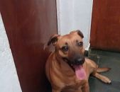 Doação de cachorro adulto fêmea com pelo curto e de porte médio em Belo Horizonte/MG - 14/01/2018 - 28068
