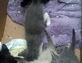 Doação de filhote de gato macho com pelo curto e de porte pequeno em Rio De Janeiro/RJ - 22/01/2018 - 28132