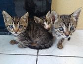 Doação de filhote de gato fêmea com pelo curto e de porte pequeno em Duque De Caxias/RJ - 23/01/2018 - 28141