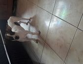 Doação de filhote de cachorro fêmea com pelo curto e de porte pequeno em Santa Luzia/MG - 28/01/2018 - 28176