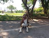 Doação de cachorro adulto macho com pelo curto e de porte grande em São Paulo/SP - 31/01/2018 - 28231