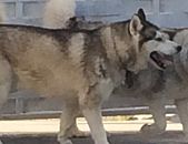 Doação de cachorro adulto macho com pelo curto e de porte grande em Suzano/SP - 01/02/2018 - 28235