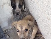 Doação de filhote de cachorro macho com pelo curto e de porte médio em Rio De Janeiro/RJ - 02/02/2018 - 28244