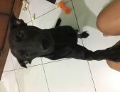 Doação de cachorro adulto macho com pelo curto e de porte médio em Rio De Janeiro/RJ - 04/02/2018 - 28257