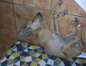 Doação de filhote de cachorro macho com pelo curto e de porte pequeno em Rio De Janeiro/RJ - 05/02/2018 - 28265