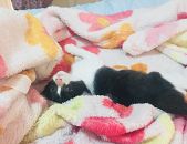 Doação de filhote de gato fêmea com pelo curto e de porte pequeno em São Paulo/SP - 10/02/2018 - 28297