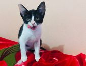 Doação de filhote de gato fêmea com pelo curto e de porte pequeno em São Paulo/SP - 15/02/2018 - 28334