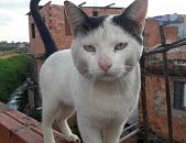 Doação de gato adulto macho com pelo curto e de porte pequeno em São Paulo/SP - 28/01/2019 - 30278