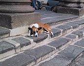 Extermínio de cães no Pará causa comoção em todo país