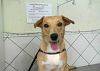 Doação de cachorro adulto fêmea com pelo médio e de porte médio em Rio De Janeiro/RJ - 29/04/2013 - 10356