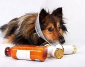 Leishmaniose canina