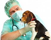 Cuidados pós-castração de cães e gatos