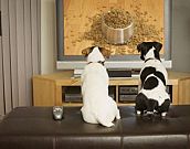 Televisão para cachorro: animais de estimação ganham canal de TV nos EUA