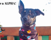 Doação de cachorro adulto fêmea com pelo curto e de porte médio em Contagem/MG - 06/07/2018 - 29143