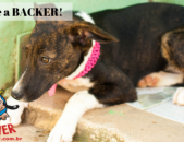 Doação de cachorro adulto fêmea com pelo curto e de porte médio em Contagem/MG - 06/04/2019 - 30559