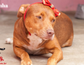 Doação de cachorro adulto fêmea com pelo curto e de porte médio em Contagem/MG - 25/01/2019 - 30247