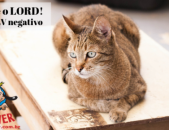 Doação de gato adulto macho com pelo curto e de porte grande em Contagem/MG - 08/07/2013 - 10643