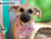 Doação de cachorro adulto fêmea com pelo curto e de porte médio em Contagem/MG - 06/06/2019 - 30675