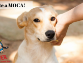 Doação de cachorro adulto fêmea com pelo curto e de porte médio em Contagem/MG - 29/08/2018 - 29396
