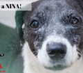 Doação de cachorro adulto fêmea com pelo curto e de porte pequeno em Contagem/MG - 02/03/2017 - 25657