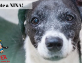 Doação de cachorro adulto fêmea com pelo curto e de porte pequeno em Contagem/MG - 02/03/2017 - 25657