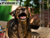 Doação de cachorro adulto fêmea com pelo curto e de porte médio em Contagem/MG - 06/07/2018 - 29150