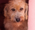 Doação de cachorro adulto macho com pelo médio e de porte grande em Contagem/MG - 13/01/2014 - 12065