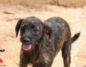 Doação de cachorro adulto macho com pelo curto e de porte médio em Contagem/MG - 11/10/2018 - 29602
