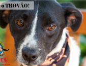 Doação de cachorro adulto macho com pelo curto e de porte médio em Contagem/MG - 06/07/2018 - 29134