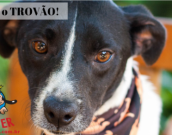 Doação de cachorro adulto macho com pelo curto e de porte médio em Contagem/MG - 06/07/2018 - 29134