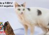 Doação de gato adulto fêmea com pelo curto e de porte pequeno em Contagem/MG - 06/07/2018 - 29124