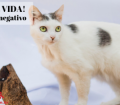 Doação de gato adulto fêmea com pelo curto e de porte pequeno em Contagem/MG - 06/07/2018 - 29124