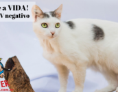 Doação de gato adulto fêmea com pelo curto e de porte pequeno em Contagem/MG - 06/07/2018 - 29124