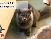 Doação de gato adulto fêmea com pelo médio e de porte médio em Contagem/MG - 08/06/2019 - 30677