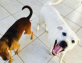 Doação de cachorro adulto macho e de porte grande em Blumenau/SC - 08/07/2016 - 23440
