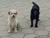 Doação de cachorro adulto fêmea e de porte pequeno em Blumenau/SC - 23/09/2016 - 24195