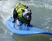 Surf pra cachorro