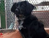 Doação de cachorro adulto macho com pelo médio e de porte médio em Contagem/MG - 06/07/2018 - 29156