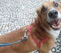 Doação de cachorro adulto macho com pelo médio e de porte médio em Rio De Janeiro/RJ - 29/04/2013 - 10368