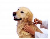 Animais receberão vacina gratuita durante Cãominhada