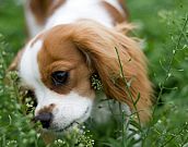 Plantas tóxicas para cães