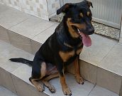 Doação de cachorro adulto fêmea com pelo médio e de porte médio em Rio De Janeiro/RJ - 06/05/2013 - 10386