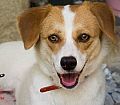 Doação de cachorro adulto fêmea com pelo curto e de porte médio em Contagem/MG - 22/07/2014 - 14601