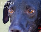 Doação de cachorro adulto macho com pelo curto e de porte médio em Contagem/MG - 21/06/2013 - 10554