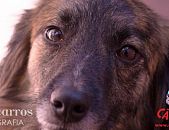 Doação de cachorro adulto macho com pelo médio e de porte médio em Contagem/MG - 01/10/2013 - 11120