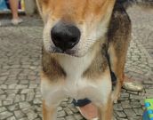 Doação de cachorro adulto macho com pelo curto e de porte médio em Rio De Janeiro/RJ - 06/05/2013 - 10388