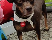 Doação de cachorro adulto fêmea com pelo médio e de porte médio em Rio De Janeiro/RJ - 06/05/2013 - 10389