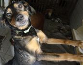 Doação de cachorro adulto fêmea com pelo médio e de porte médio em Rio De Janeiro/RJ - 29/04/2013 - 10354