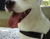 Doação de cachorro adulto fêmea com pelo médio e de porte médio em Rio De Janeiro/RJ - 29/04/2013 - 10362