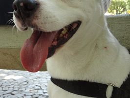 Doação de cachorro adulto fêmea com pelo médio e de porte médio em Rio De Janeiro/RJ - 29/04/2013 - 10362